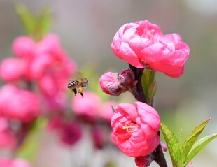 粉色桃花  