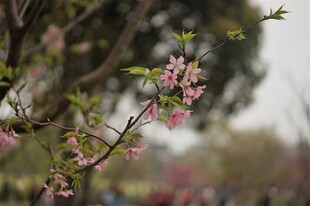 粉色桃花 