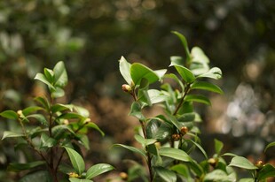 山茶树  