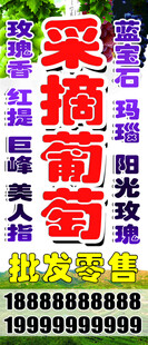 采摘葡萄