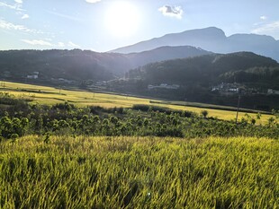 山区农村稻田
