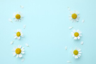 鲜花边框