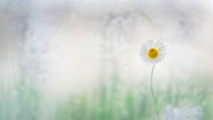 鲜花边框