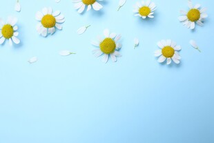 鲜花边框