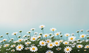 鲜花边框