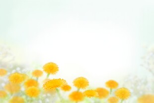 鲜花边框
