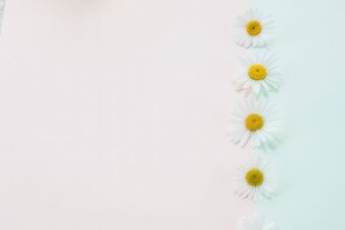 鲜花边框