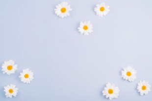 鲜花边框