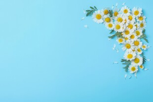 鲜花边框