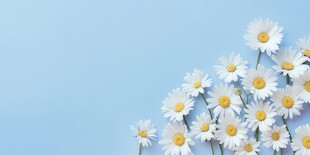鲜花边框