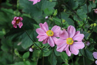 野棉花  