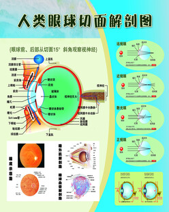 眼球解剖图