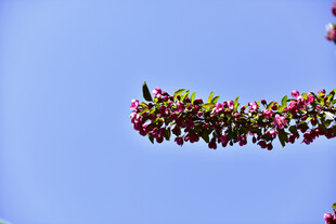 花卉特写