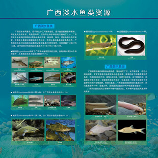 广西淡水鱼类资源