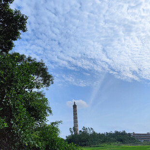 树枝天空 