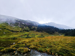 高山草甸