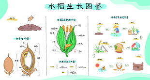 水稻生长图鉴