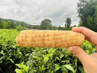 玉米