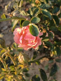 一朵月季花