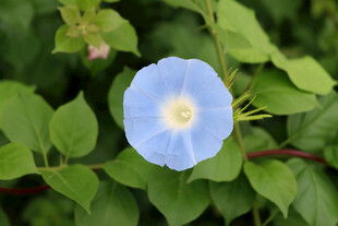 蓝色牵牛花