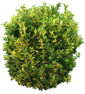 绿化植物