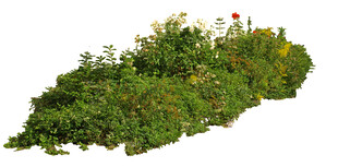 花草植被