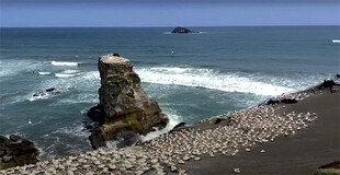 新西兰鸟岛自然风光