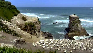 新西兰鸟岛风光