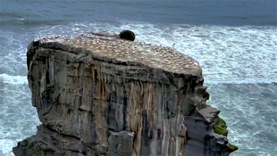 新西兰鸟岛风景