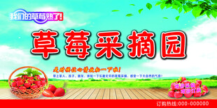草莓采摘园