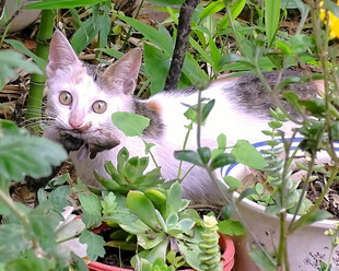 抓到老鼠的猫咪