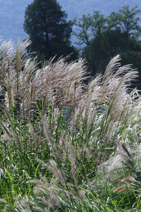 芒草风景  