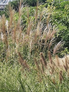 芒草风景  