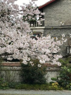 樱花树下