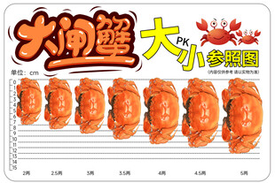 大闸蟹