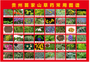 贵州 草药