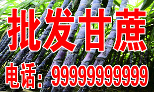 批发甘蔗