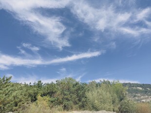  绿树 蓝天 