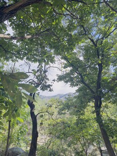 茶山风景  