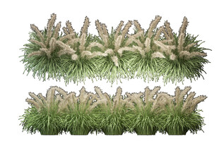 草本植物叶子透明素材 