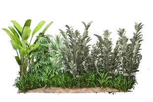 草本植物叶子透明素材 