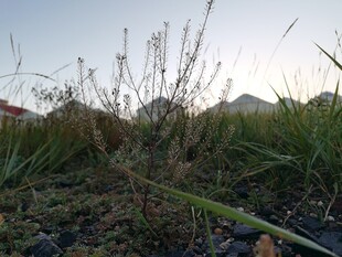 独行菜