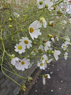 白色格桑花