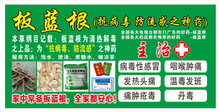 板蓝根新鲜