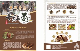 羊肚菌宣传单