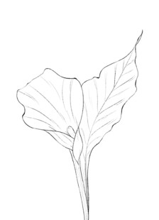 马蹄花速写