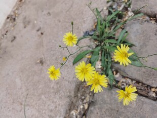 中华苦荬菜