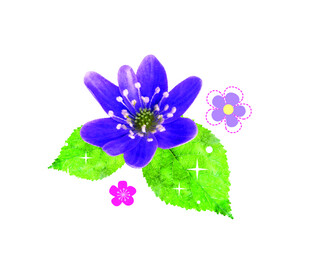 鲜花