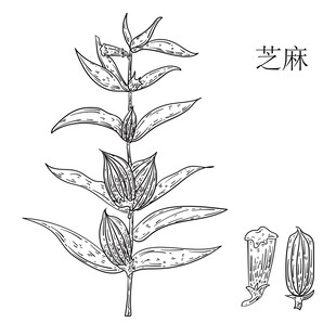 芝麻