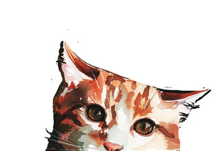 猫咪